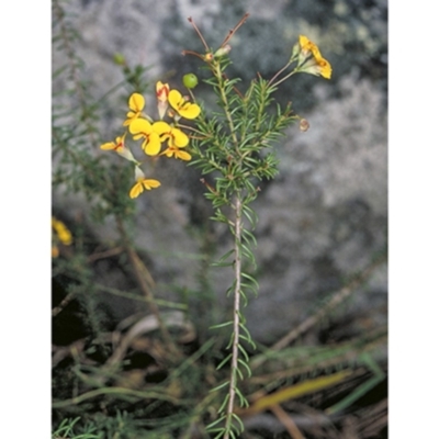 Dillwynia retorta (Heathy Parrot-Pea) at North Nowra, NSW - 6 Nov 1996 by BettyDonWood