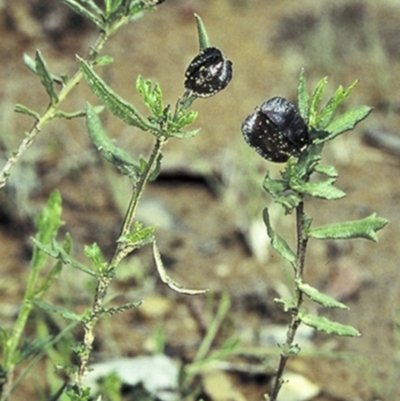 Dodonaea camfieldii at Jerrawangala, NSW - 28 Sep 1997 by BettyDonWood