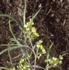 Dodonaea viscosa subsp. angustifolia (Giant Hop-bush) at Boyne State Forest - 14 Aug 1997 by BettyDonWood