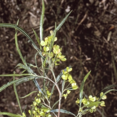 Dodonaea viscosa subsp. angustifolia (Giant Hop-bush) at Boyne State Forest - 14 Aug 1997 by BettyDonWood