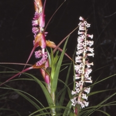 Dracophyllum secundum at McDonald State Forest - 11 Aug 1997 by BettyDonWood