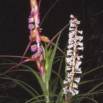 Dracophyllum secundum at McDonald State Forest - 11 Aug 1997 by BettyDonWood