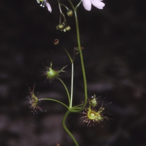Drosera auriculata at Murramarang National Park - 3 Oct 1997 12:00 AM