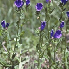 Echium plantagineum (Paterson's Curse) at Benandarah, NSW - 12 Nov 1996 by BettyDonWood