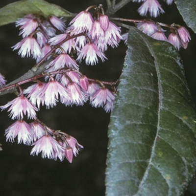 Elaeocarpus reticulatus (Blueberry Ash, Fairy Petticoats) at Watersleigh, NSW - 6 Nov 1996 by BettyDonWood