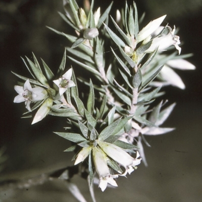 Epacris calvertiana var. calvertiana at Morton National Park - 25 Apr 1996 by BettyDonWood