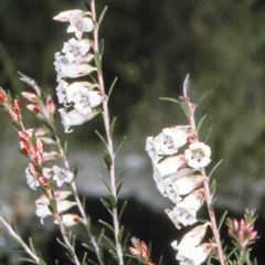 Epacris obtusifolia (Blunt-leaf Heath) at Jervis Bay National Park - 11 Aug 1996 by BettyDonWood