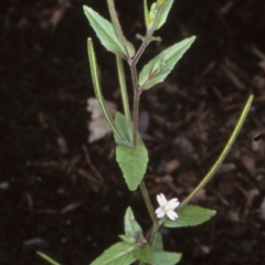 Epilobium ciliatum (A Willow Herb) at Bomaderry, NSW - 11 Nov 1997 by BettyDonWood