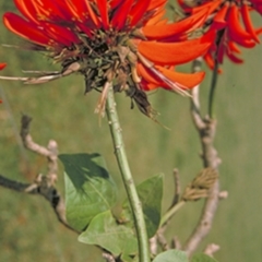 Erythrina x sykesii (Common Coral Tree) at Cambewarra, NSW - 28 Apr 1996 by BettyDonWood