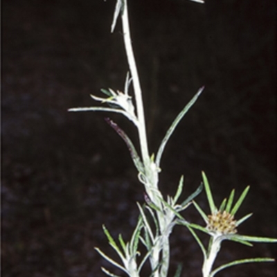 Euchiton sphaericus (Star Cudweed) at Bomaderry, NSW - 12 Nov 1997 by BettyDonWood