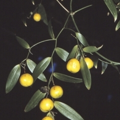 Eustrephus latifolius (Wombat Berry) at Bawley Point, NSW - 17 Mar 1996 by BettyDonWood