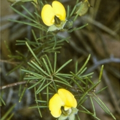 Gompholobium glabratum (Dainty Wedge Pea) at Jervis Bay National Park - 11 Aug 1996 by BettyDonWood