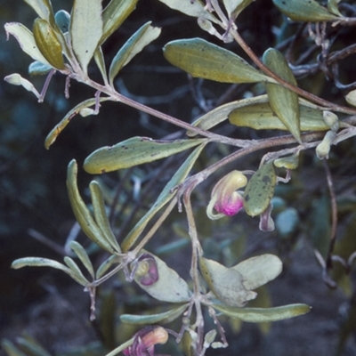 Grevillea arenaria subsp. arenaria (Nepean Spider Flower) at Bomaderry, NSW - 8 Aug 1997 by BettyDonWood