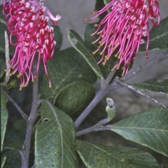 Grevillea macleayana (Jervis Bay Grevillea) at South Pacific Heathland Reserve - 12 Aug 1996 by BettyDonWood