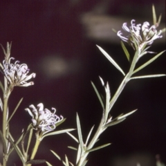 Grevillea patulifolia at Morton National Park - 19 Mar 1996 by BettyDonWood