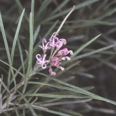 Grevillea patulifolia at Yerriyong State Forest - 26 Oct 1996 by BettyDonWood