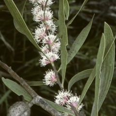 Hakea dactyloides (Finger Hakea) at Morton National Park - 26 Oct 1996 by BettyDonWood