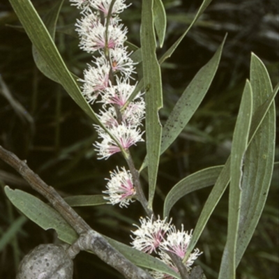 Hakea dactyloides (Finger Hakea) at Morton National Park - 26 Oct 1996 by BettyDonWood