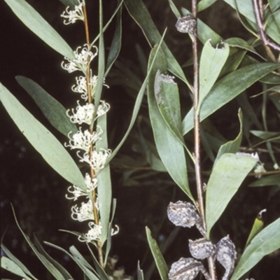 Hakea salicifolia subsp. salicifolia (Willow-leaved Hakea) at North Nowra, NSW - 27 Sep 1997 by BettyDonWood