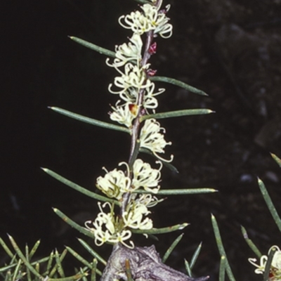 Hakea teretifolia subsp. teretifolia (Dagger Hakea) at Morton National Park - 14 Nov 1997 by BettyDonWood