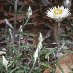 Helichrysum leucopsideum (Satin Everlasting) at Mogo State Forest - 16 Nov 1997 by BettyDonWood