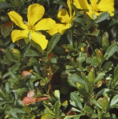 Hibbertia diffusa (Wedge Guinea Flower) at Mogo State Forest - 16 Nov 1997 by BettyDonWood