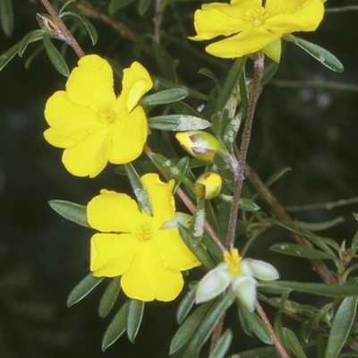 Hibbertia linearis (Showy Guinea Flower) at Jervis Bay National Park - 11 Aug 1996 by BettyDonWood