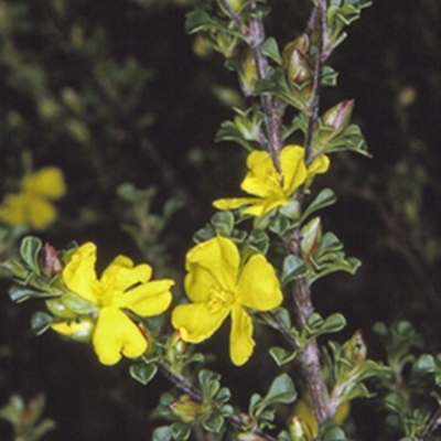 Hibbertia monogyna (A Guinea-Flower) at North Nowra, NSW - 14 Sep 1996 by BettyDonWood