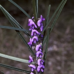 Hovea linearis (Narrow-leaved Hovea) at North Nowra, NSW - 7 Aug 1997 by BettyDonWood