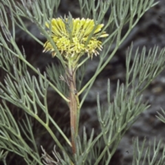 Isopogon anethifolius at Morton National Park - 26 Oct 1996 by BettyDonWood