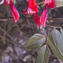 Kennedia rubicunda (Dusky Coral Pea) at Lake Conjola, NSW - 12 Aug 1996 by BettyDonWood