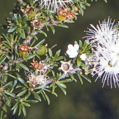 Kunzea ambigua (White Kunzea) at Worrowing Heights, NSW - 29 Dec 1995 by BettyDonWood
