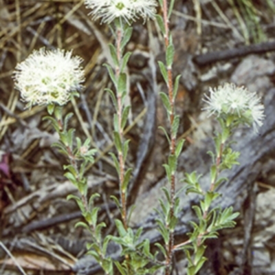 Kunzea capitata (Pink Kunzea) at Morton National Park - 14 Nov 1996 by BettyDonWood