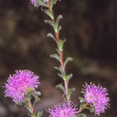 Kunzea capitata (Pink Kunzea) at Hyams Beach, NSW - 25 Oct 1996 by BettyDonWood