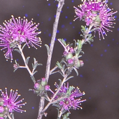 Kunzea parvifolia (Violet Kunzea) at Sassafras, NSW - 14 Nov 1996 by BettyDonWood