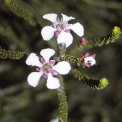 Leptospermum epacridoideum (Jervis Bay Tea-tree) at Worrowing Heights, NSW - 27 Dec 1995 by BettyDonWood