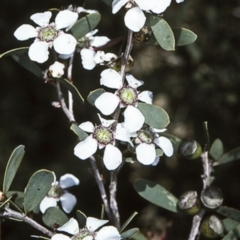 Leptospermum laevigatum (Coast Teatree) at Seven Mile Beach National Park - 9 Aug 1997 by BettyDonWood