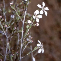 Leptospermum parvifolium (Small-leaved tea-tree) at North Nowra, NSW - 27 Sep 1997 by BettyDonWood