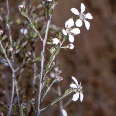 Leptospermum parvifolium (Small-leaved tea-tree) at North Nowra, NSW - 27 Sep 1997 by BettyDonWood