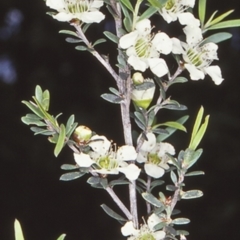 Leptospermum polygalifolium subsp. polygalifolium (Yellow Teatree) at McDonald State Forest - 14 Nov 1997 by BettyDonWood