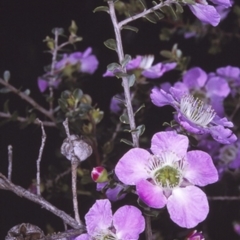 Leptospermum rotundifolium (Round Leaf Teatree) at Morton National Park - 13 Nov 1996 by BettyDonWood