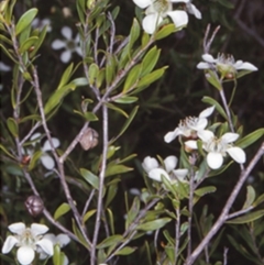 Leptospermum sejunctum (Bomaderry Tea-Tree) at Bomaderry, NSW - 12 Nov 1997 by BettyDonWood