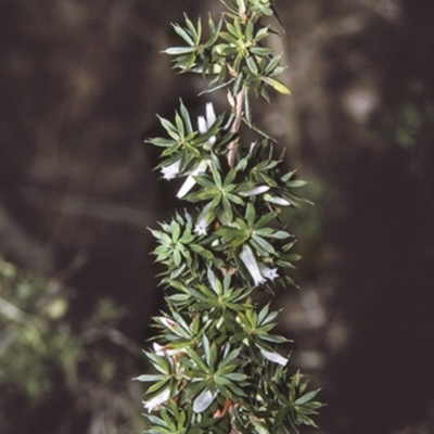 Leucopogon juniperinus (Long Flower Beard-Heath) at Huskisson, NSW - 29 Apr 1996 by BettyDonWood