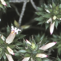 Leucopogon neoanglicus (A Beard-Heath) at Morton National Park - 26 Sep 1997 by BettyDonWood