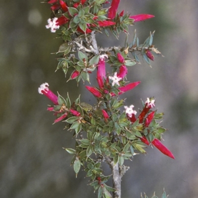 Leucopogon neoanglicus (A Beard-Heath) at Bomaderry, NSW - 11 Jul 1997 by BettyDonWood