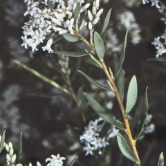 Leucopogon parviflorus (Coast Beard Heath) at Ulladulla - Warden Head Bushcare - 2 Oct 1997 by BettyDonWood