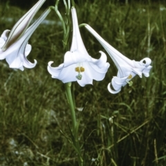 Lilium formosanum (Taiwan Lily, Tiger Lily) at Tullarwalla, NSW - 18 Mar 1997 by BettyDonWood