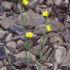 Linum trigynum (French Flax) at Bomaderry, NSW - 12 Nov 1997 by BettyDonWood
