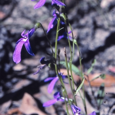 Lobelia gibbosa (Tall Lobelia) at Conjola National Park - 18 Mar 1997 by BettyDonWood