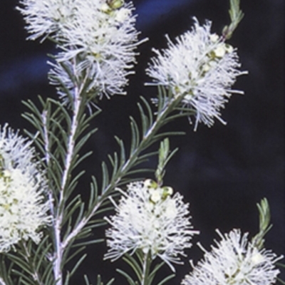Melaleuca ericifolia (Swamp Paperbark) at Erowal Bay, NSW - 15 Sep 1996 by BettyDonWood